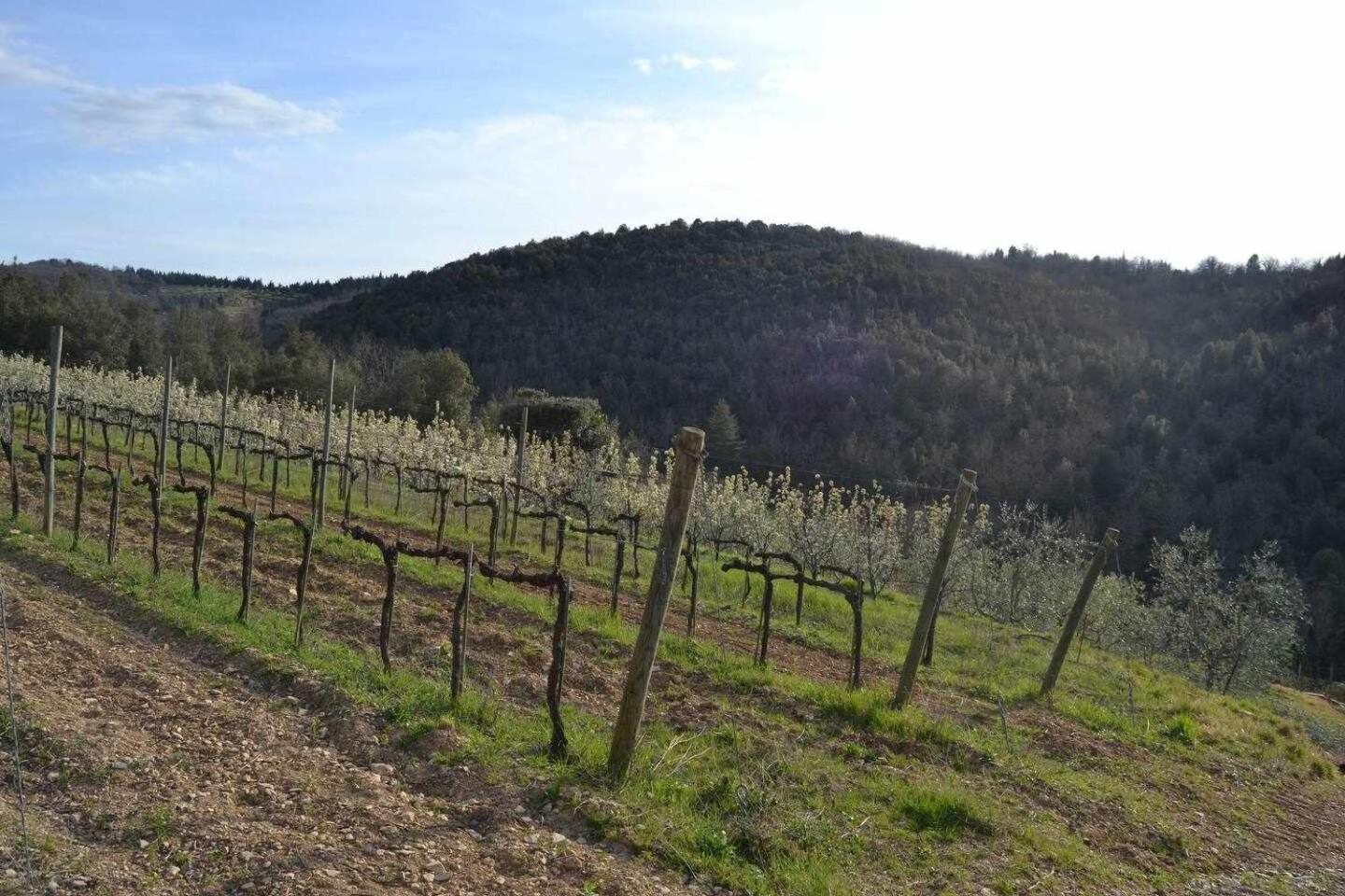 Agriturismo San Silvestro San Donato in Poggio Exterior foto